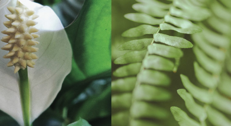 Cala Lily and Boston Fern Image