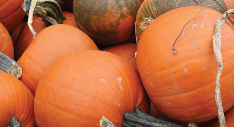Pumpkins In A Bin